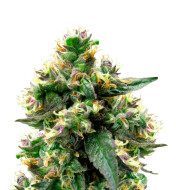 Pineapple Skunk Regular