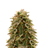 Pink Gorilla Feminized