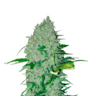 Pink Rozay Feminized