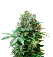 Pink Runtz Autoflower