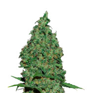 Pink Runtz Feminized