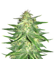 Pinkman Goo Feminized