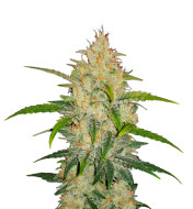 Platinum Bubba Feminized