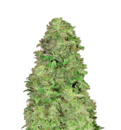Platinum Cookies Feminized