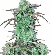 Power Plant Feminized
