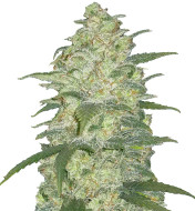 Presidential OG Feminized