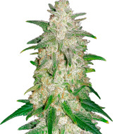 Pure Indica Feminized