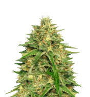 Purple Bubba Kush Feminized