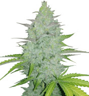 Purple Gelato Feminized