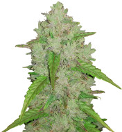 Purple Haze Autoflower