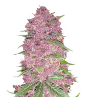 Purple Haze Feminized