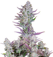 Purple Kush F1 Feminized