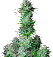 Purple Kush Feminized