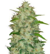 Purple Lemonade Autoflower