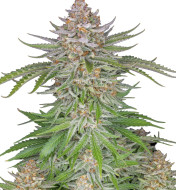 Purple Lemonade Feminized