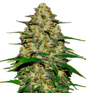 Purple Panty Dropper Feminized