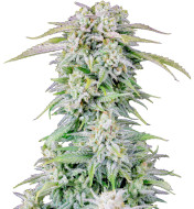 Purple Punch Autoflower