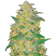 Purple Punch Cookies Feminized