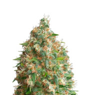 Purple Punch F1 Feminized