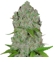 Purple Punch Feminized