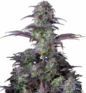 Purple Runtz Feminized