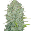 Purple Thai Feminized