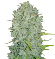 Purple Thai Feminized