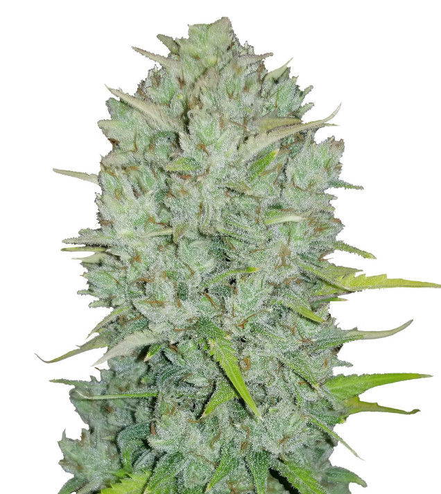 Purple Thai Feminized