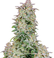 Purple Urkle Feminized