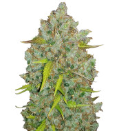 Rainbow Chips Regular