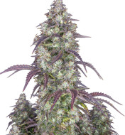Rainbow Feminized