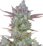 Red Devil Autoflower