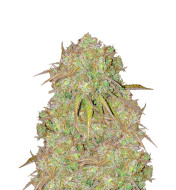 Red Dragon Feminized