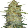 Red Kush Autoflower