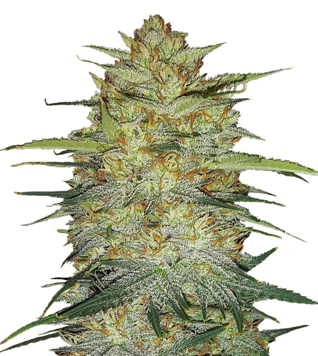 Red Kush Autoflower