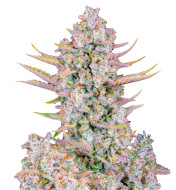 Red Super Skunk Autoflower