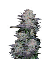 Rosetta Stone Feminized