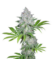 Runtz Muffin Feminized