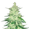 Runtz x Layer Cake Feminized