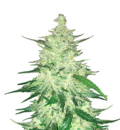 Runtz x Layer Cake Feminized
