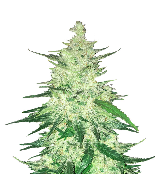 Runtz x Layer Cake Feminized