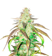 San Fernando Valey Autoflower