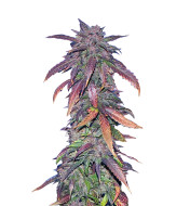 San Fernando Valey Regular