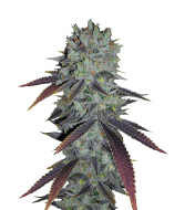 San Fernando Valley Feminized