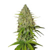 Shiskaberry Feminized