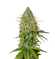 Shiskaberry Feminized