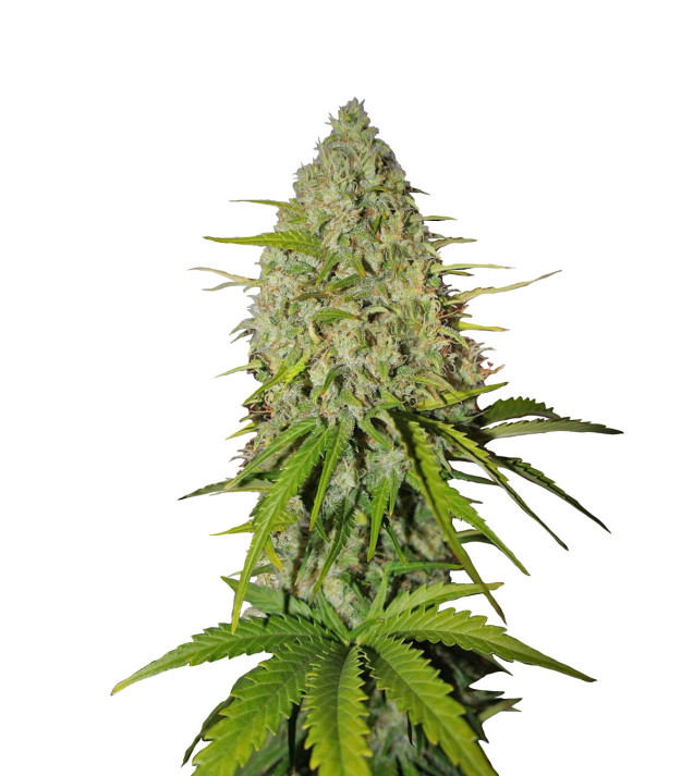 Shiskaberry Feminized