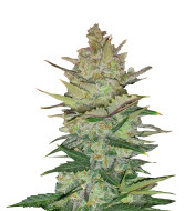Sirius Black Feminized