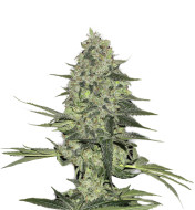 Skunk Feminized