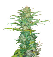 Skywalker Fast Version